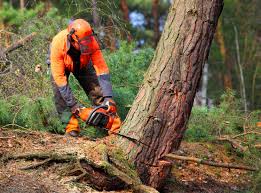 Best Emergency Tree Removal  in Sunnyside, GA